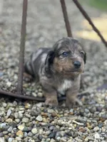 Frankie, a male Miniature Dachshund for sale in Hillsboro, OH – Photo 2 of 10