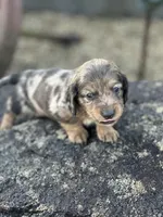 Frankie, a male Miniature Dachshund for sale in Hillsboro, OH – Photo 7 of 10
