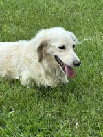 June, a female Miniature Dachshund for sale in Hillsboro, OH – 5 of 10