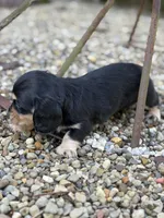 Paisley - AKC, a female Miniature Dachshund for sale in Hillsboro, OH – 10 of 10
