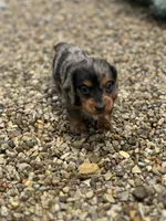 Slinky AKC, a male Miniature Dachshund for sale in Hillsboro, OH – 7 of 10