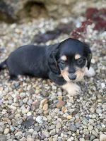 Paisley - AKC, a female Miniature Dachshund for sale in Hillsboro, OH – 4 of 10