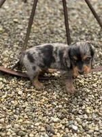 Slinky AKC, a male Miniature Dachshund for sale in Hillsboro, OH – 5 of 10