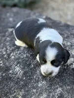 Charlie, a male Miniature Dachshund for sale in Hillsboro, OH – 2 of 10