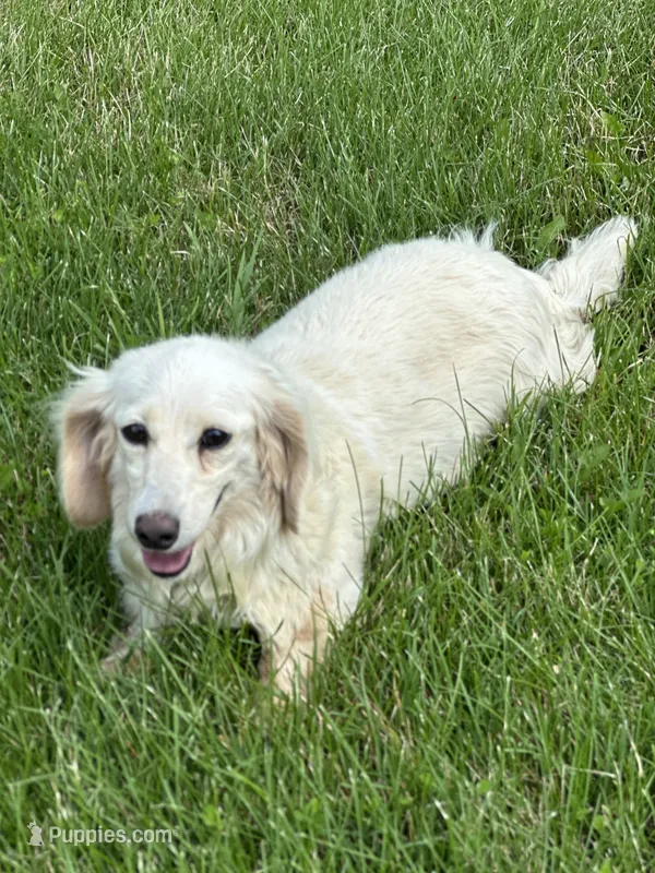 June – Miniature Dachshund puppy for sale in Hillsboro, OH