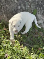 Storm LGD, a male Anatolian Shepherd Dog and Maremma Sheepdog for sale in Hillsboro, OH – 6 of 10