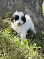 Sierra LGD, a female Anatolian Shepherd Dog and Maremma Sheepdog for sale in Hillsboro, OH – 4 of 10