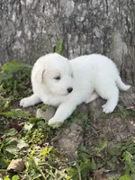 Samson LGD, a male Anatolian Shepherd Dog and Maremma Sheepdog for sale in Hillsboro, OH – 7 of 10