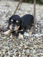 Paisley - AKC, a female Miniature Dachshund for sale in Hillsboro, OH – 7 of 10