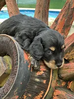 Mr. Wiggles AKC, a male Miniature Dachshund for sale in Hillsboro, OH – 10 of 10