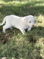 Storm LGD, a male Anatolian Shepherd Dog and Maremma Sheepdog for sale in Hillsboro, OH – 3 of 10
