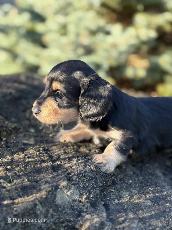 Paisley - AKC – Miniature Dachshund puppy for sale in Hillsboro, OH