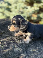 Paisley - AKC, a female Miniature Dachshund for sale in Hillsboro, OH – 1 of 10