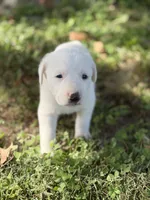 River LGD, a female Anatolian Shepherd Dog and Maremma Sheepdog for sale in Hillsboro, OH – 3 of 10