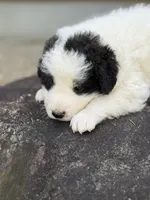 Smokey LGD, a male Anatolian Shepherd Dog and Maremma Sheepdog for sale in Hillsboro, OH – 9 of 10