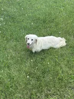 June, a female Miniature Dachshund for sale in Hillsboro, OH – 6 of 10