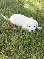 Willow LGD, a female Anatolian Shepherd Dog and Maremma Sheepdog for sale in Hillsboro, OH – 7 of 10