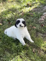 Sierra LGD, a female Anatolian Shepherd Dog and Maremma Sheepdog for sale in Hillsboro, OH – 8 of 10