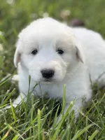 Samson LGD, a male Anatolian Shepherd Dog and Maremma Sheepdog for sale in Hillsboro, OH – 2 of 10