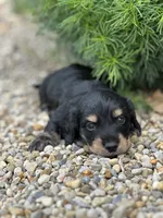 Mr. Wiggles AKC, a male Miniature Dachshund for sale in Hillsboro, OH – 5 of 10