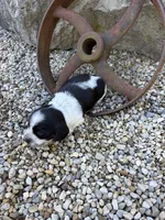 Charlie, a male Miniature Dachshund for sale in Hillsboro, OH – 3 of 10