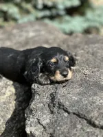Mr. Wiggles AKC, a male Miniature Dachshund for sale in Hillsboro, OH – 3 of 10