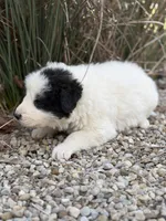 Smokey LGD, a male Anatolian Shepherd Dog and Maremma Sheepdog for sale in Hillsboro, OH – 2 of 10