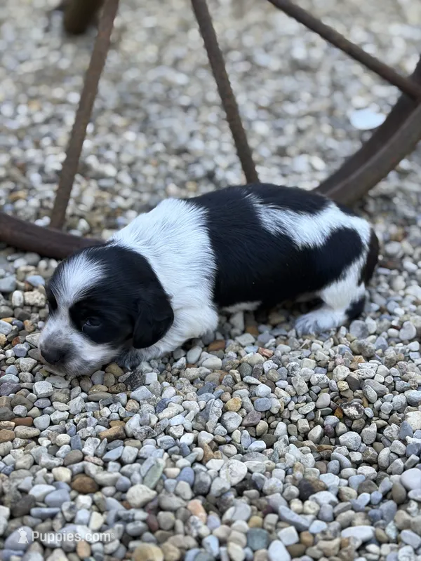 Charlie – Miniature Dachshund puppy for sale in Hillsboro, OH