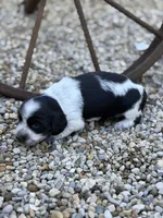 Charlie, a male Miniature Dachshund for sale in Hillsboro, OH – 1 of 10