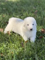Bear LGD, a male Anatolian Shepherd Dog and Maremma Sheepdog for sale in Hillsboro, OH – 7 of 10