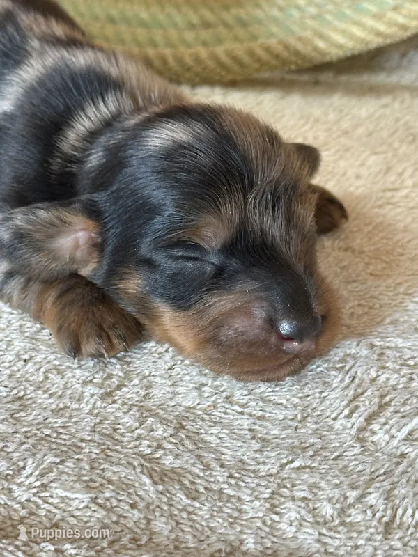Taco AKC – Miniature Dachshund puppy for sale in Hillsboro, OH