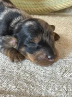 Taco AKC, a male Miniature Dachshund for sale in Hillsboro, OH – 1 of 6