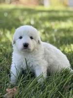 Bear LGD, a male Anatolian Shepherd Dog and Maremma Sheepdog for sale in Hillsboro, OH – 3 of 10