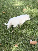 Samson LGD, a male Anatolian Shepherd Dog and Maremma Sheepdog for sale in Hillsboro, OH – 10 of 10