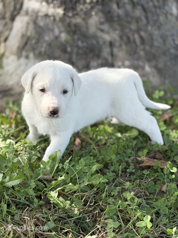 Storm LGD – Anatolian Shepherd Dog, Maremma Sheepdog puppy for sale in Hillsboro, OH