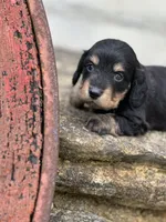 Bella AKC, a female Miniature Dachshund for sale in Hillsboro, OH – 4 of 10