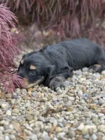 Mr. Wiggles AKC, a male Miniature Dachshund for sale in Hillsboro, OH – 4 of 10