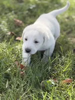 Duke LGD, a male Anatolian Shepherd Dog and Maremma Sheepdog for sale in Hillsboro, OH – 8 of 10