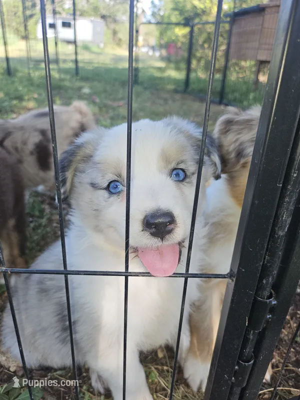Misty – Miniature Australian Shepherd puppy for sale in Liberty Hill, TX