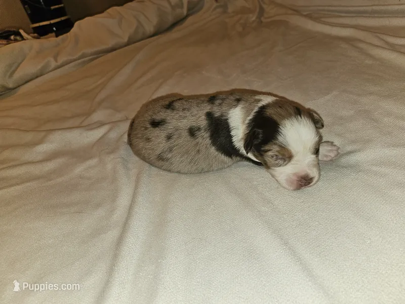 Mitch – Miniature Australian Shepherd puppy for sale in Liberty Hill, TX