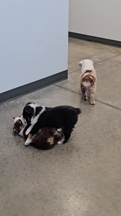Molly, a female Miniature Australian Shepherd for sale in Liberty Hill, TX – 9 of 9