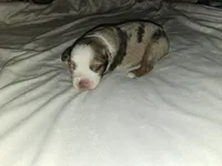 Mindy, a female Miniature Australian Shepherd for sale in Liberty Hill, TX – 2 of 5