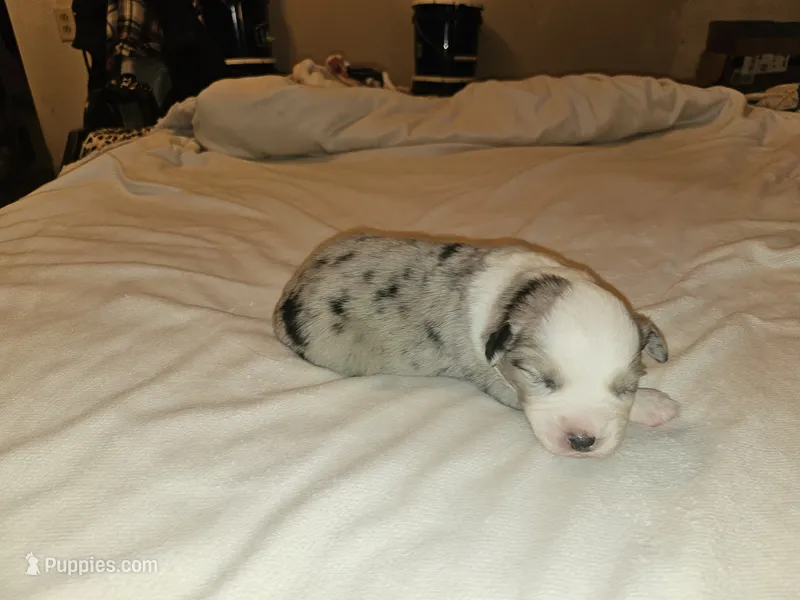 Misty – Miniature Australian Shepherd puppy for sale in Liberty Hill, TX