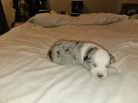 Misty, a female Miniature Australian Shepherd for sale in Liberty Hill, TX – 1 of 4