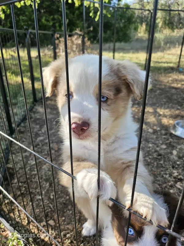 Molly – Miniature Australian Shepherd puppy for sale in Liberty Hill, TX