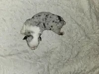 Misty, a female Miniature Australian Shepherd for sale in Liberty Hill, TX – 4 of 4