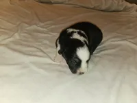 Mia, a female Miniature Australian Shepherd for sale in Liberty Hill, TX – 2 of 4