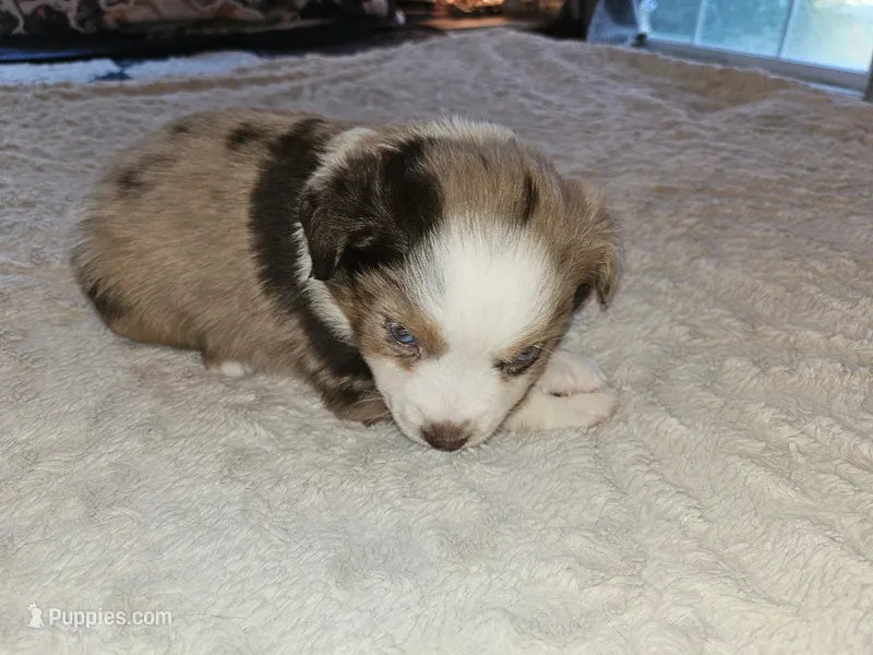 Mitch – Miniature Australian Shepherd puppy for sale in Liberty Hill, TX
