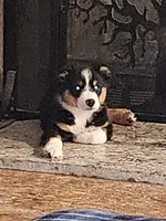 Oreo, a male Miniature Australian Shepherd for sale in Liberty Hill, TX – 2 of 5