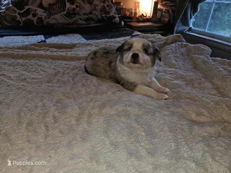 Misty – Miniature Australian Shepherd puppy for sale in Liberty Hill, TX